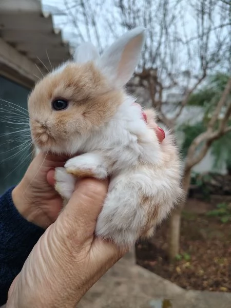 Conigli Ariete Nani  | Foto 0