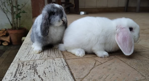 Conigli ariete  | Foto 6