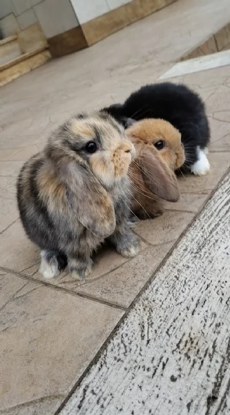 Conigli ariete  | Foto 4