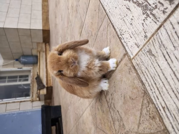 Conigli ariete  | Foto 3