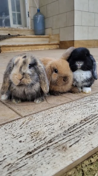 Conigli ariete  | Foto 0