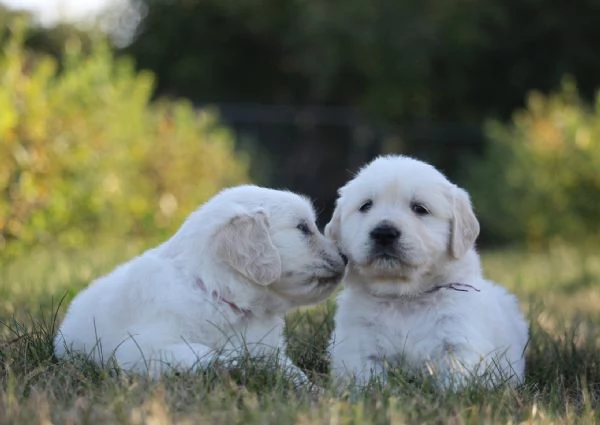 Cuccioli di Golden retriever 3 mesi