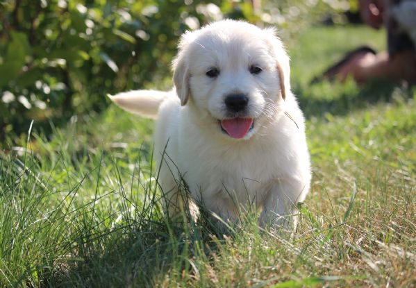 Golden retriever cuccioli | Foto 0