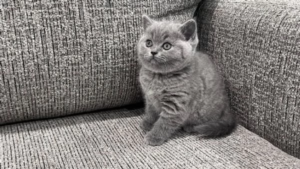 Gatti British shorthair | Foto 0