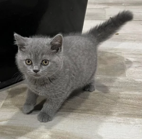Gattini British Shorthair | Foto 0