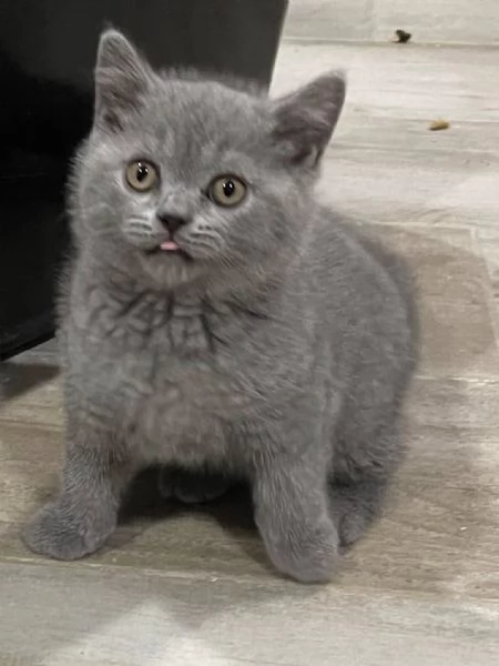 Gattini British Shorthair