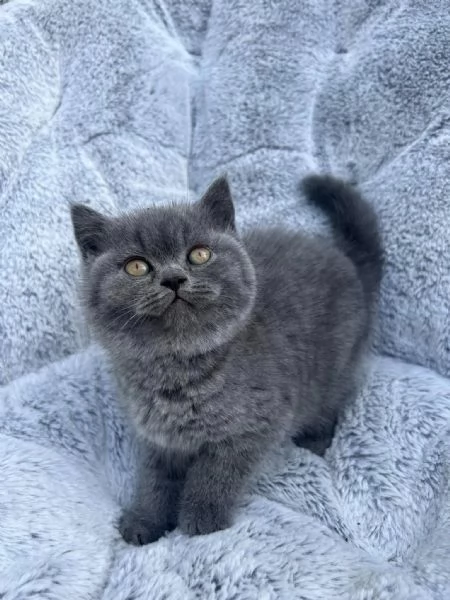 BELLISSIMI Gatti British shorthair