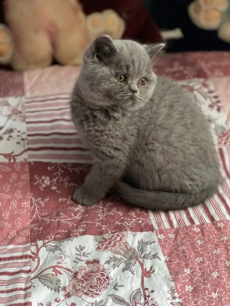 British Shorthair aspetta casa | Foto 0