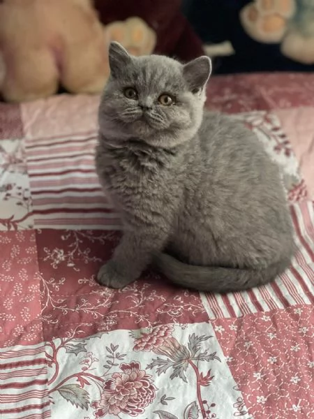 British Shorthair aspetta casa
