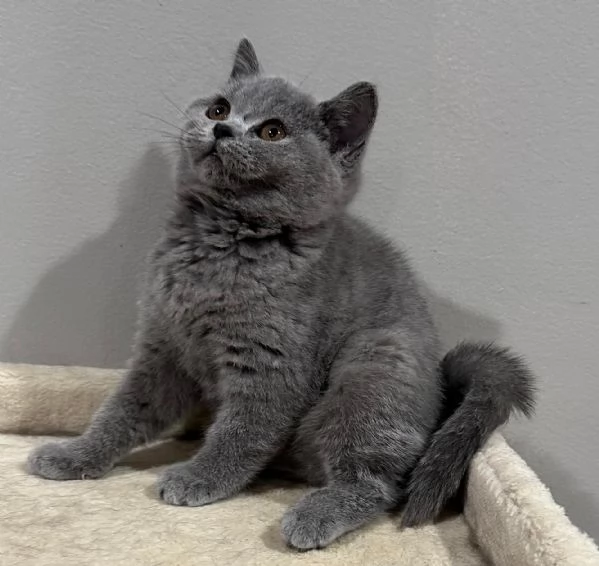 Gattini British Shorthair | Foto 0