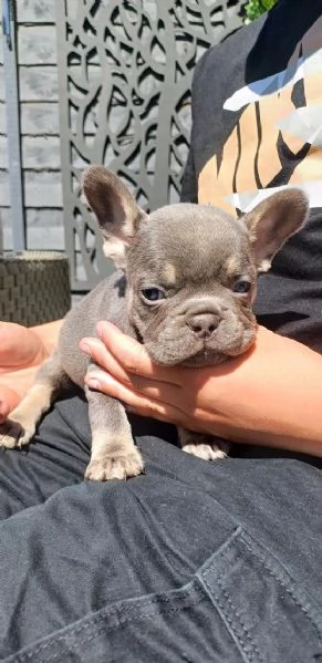 Regala i nostri cuccioli di bulldog francese maschio e femmina