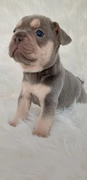 Regala i nostri cuccioli di bulldog francese maschio e femmina | Foto 2