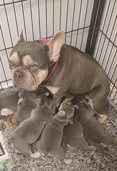 Regala i nostri cuccioli di bulldog francese maschio e femmina | Foto 1