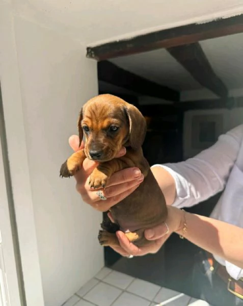 Regala i nostri cuccioli di Bassotto maschio e femmina | Foto 1