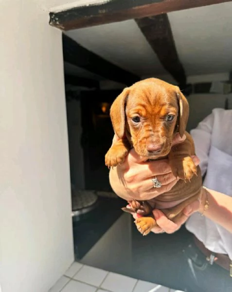 Regala i nostri cuccioli di Bassotto maschio e femmina | Foto 0