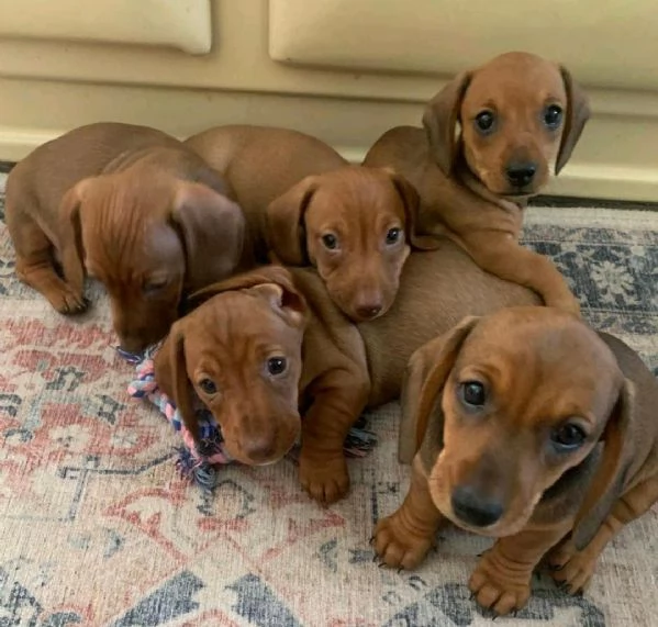 Regala i nostri cuccioli di Bassotto maschio e femmina