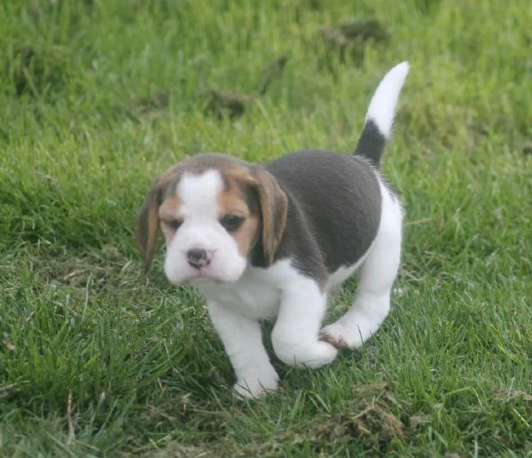 Regaliamo i nostri cuccioli di beagle maschi e femmine | Foto 3