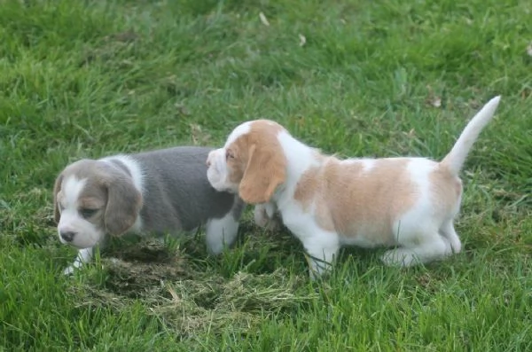 Regaliamo i nostri cuccioli di beagle maschi e femmine | Foto 2