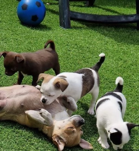 Regaliamo i nostri cuccioli di Chihuahua maschi e femmine