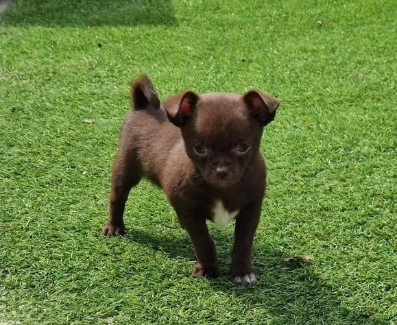 Regaliamo i nostri cuccioli di Chihuahua maschi e femmine | Foto 2