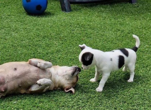 Regaliamo i nostri cuccioli di Chihuahua maschi e femmine | Foto 1