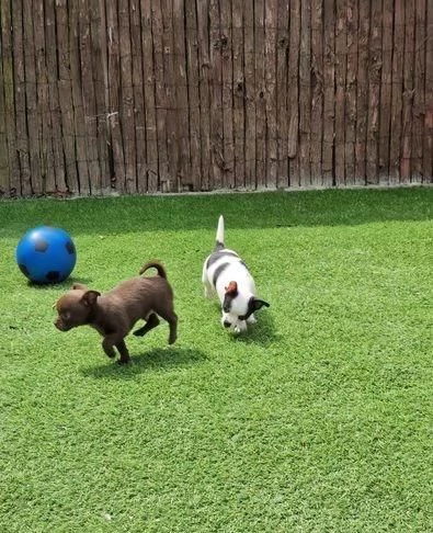 Regaliamo i nostri cuccioli di Chihuahua maschi e femmine | Foto 0