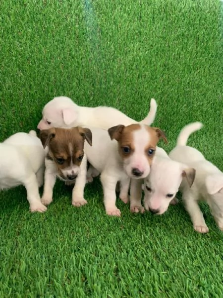 Regala i nostri cuccioli di Jack Russel maschio e femmina