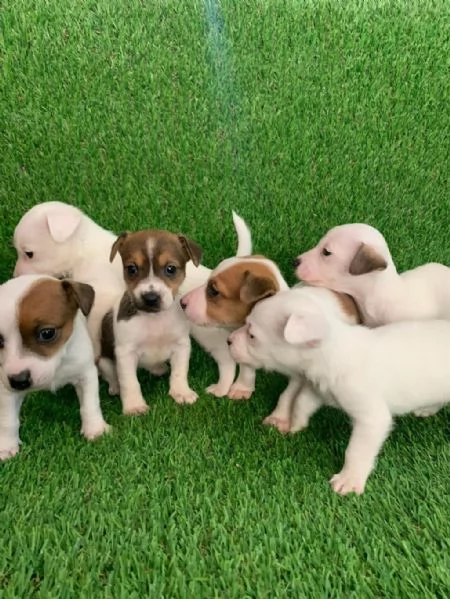 Regala i nostri cuccioli di Jack Russel maschio e femmina | Foto 2