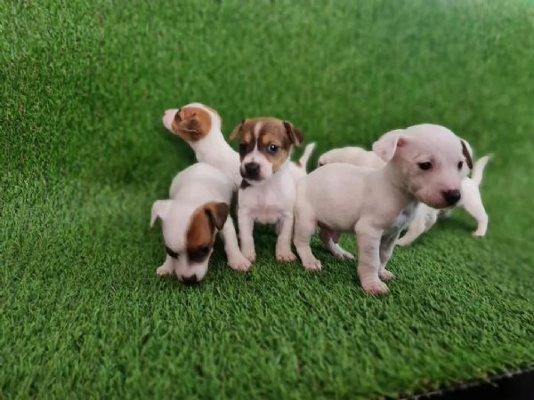 Regala i nostri cuccioli di Jack Russel maschio e femmina | Foto 1