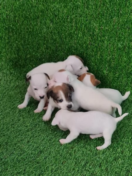 Regala i nostri cuccioli di Jack Russel maschio e femmina | Foto 0