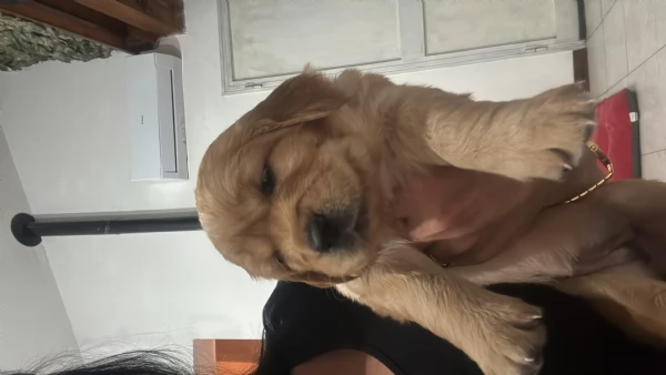 Golden retriever