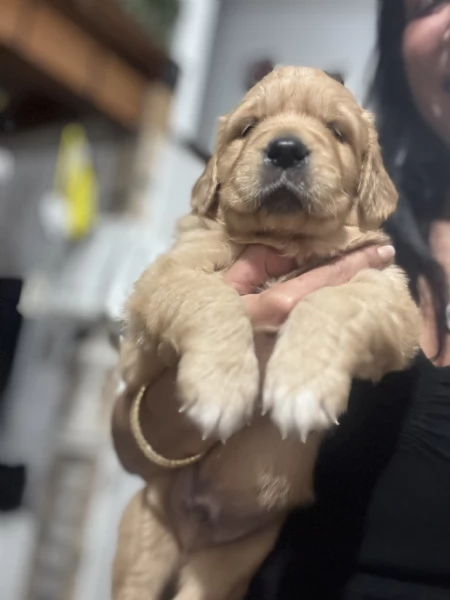 Golden retriever | Foto 4