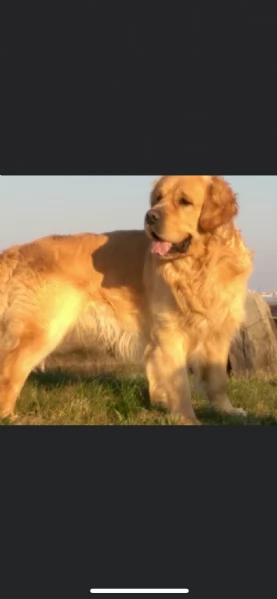 Golden retriever | Foto 3