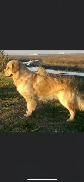 Golden retriever | Foto 2