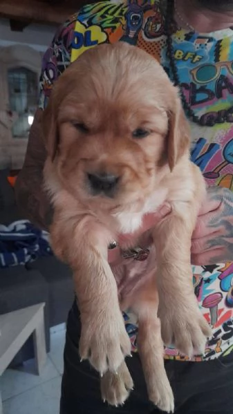 Golden retriever | Foto 1