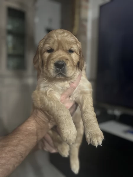 Golden retriever | Foto 0