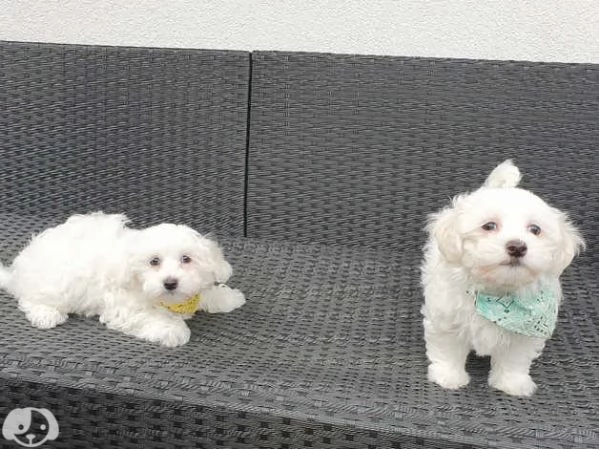 Bellissimi Cuccioli di Maltese Toy Maschi e Femmine | Foto 0