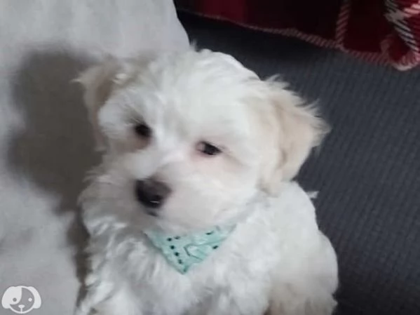Bellissimi Cuccioli di Maltese Toy Maschi e Femmine | Foto 1