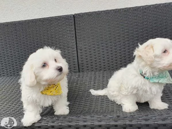  Bellissimi Cuccioli di Maltese Toy Maschi e Femmine | Foto 1