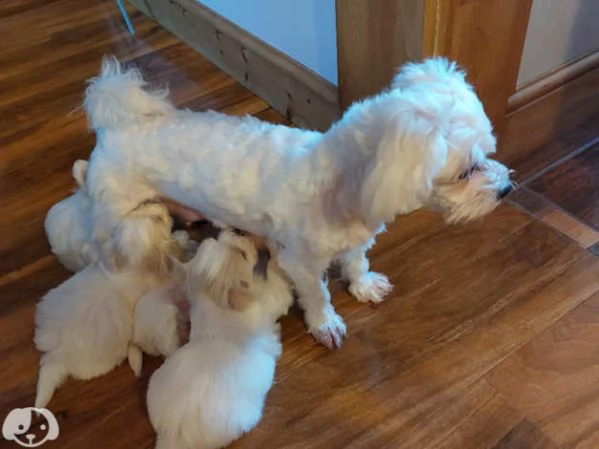  Bellissimi Cuccioli di Maltese Toy Maschi e Femmine | Foto 5