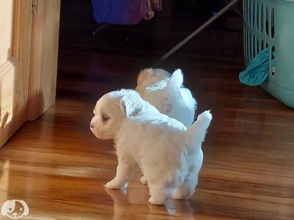 Bellissimi Cuccioli di Maltese Toy Maschi e Femmine | Foto 3