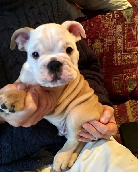 Cuccioli di Bulldog inglese sani e addestrati alla toilette disponibili per la vendita ora