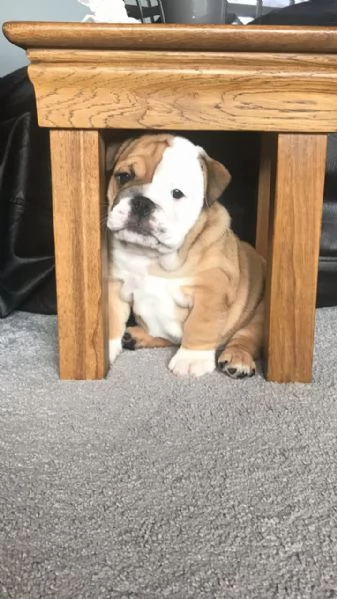 Cuccioli adorabili di Bulldog inglese vaccinati disponibili ora per famiglie ospitanti | Foto 5