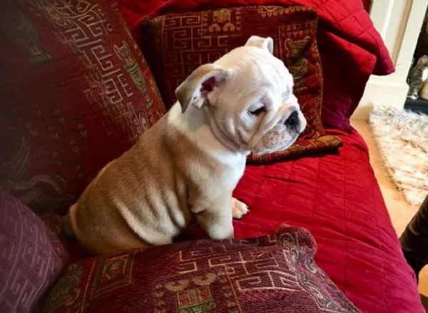 Cuccioli di Bulldog inglese di prima linea pronti per te