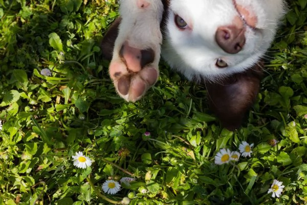 cucciola di Border Collie di 4 mesi