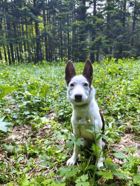 cucciola di Border Collie di 4 mesi | Foto 2