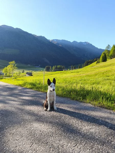 cucciola di Border Collie di 4 mesi | Foto 1