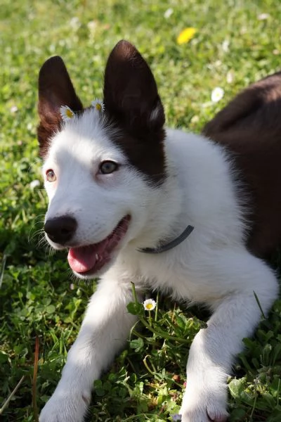 cucciola di Border Collie di 4 mesi | Foto 0
