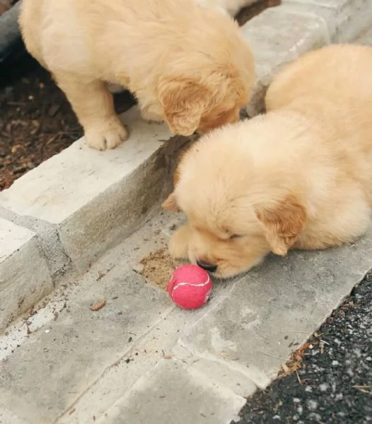 Cucciolo donato da un volontario | Foto 1
