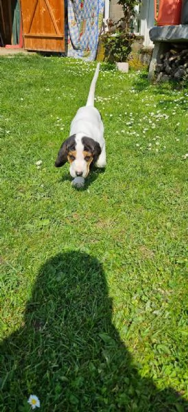 Cucciolo di segugio francese